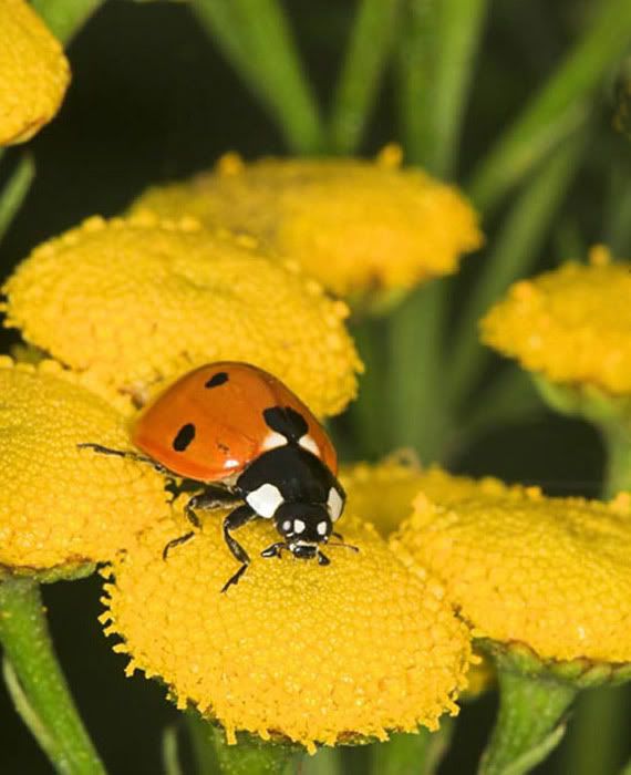 IMAGE: http://i174.photobucket.com/albums/w110/jnbradley3/lb20b.jpg