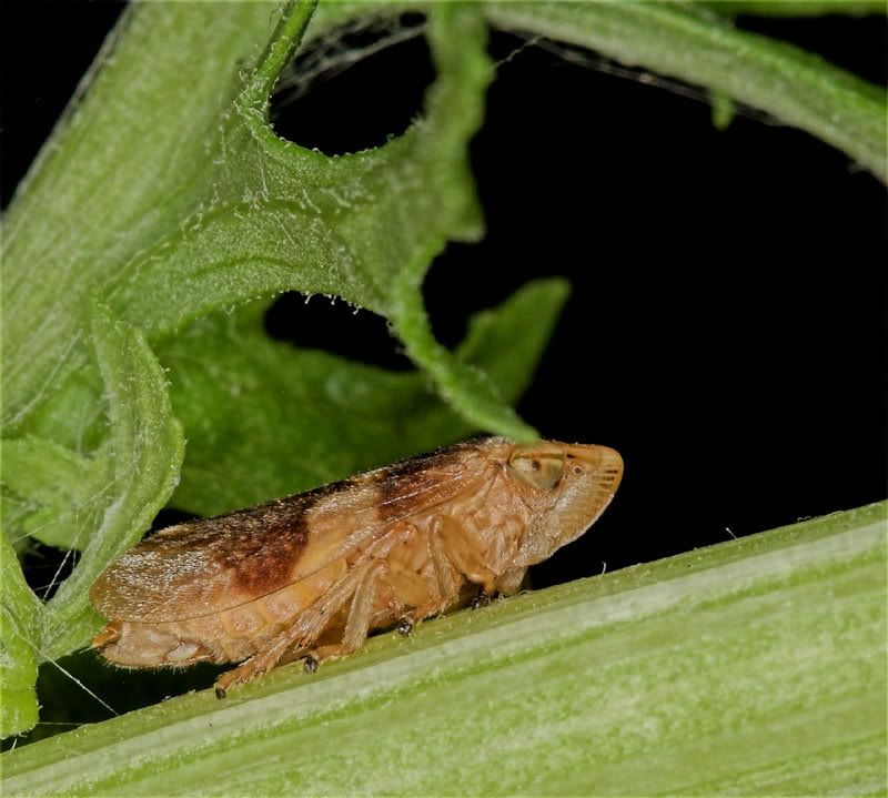 IMAGE: http://i174.photobucket.com/albums/w110/jnbradley3/lhprpotn.jpg