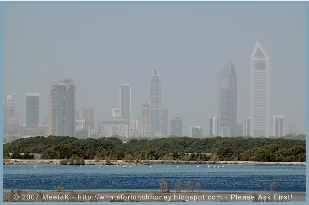 Dubai Bird Sanctuary by MeetaK Dubai Bird Sanctuary by MeetaK