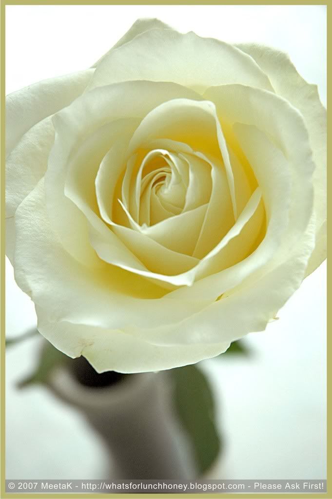 White Rose (01) by MeetaK White Rose (01) by MeetaK