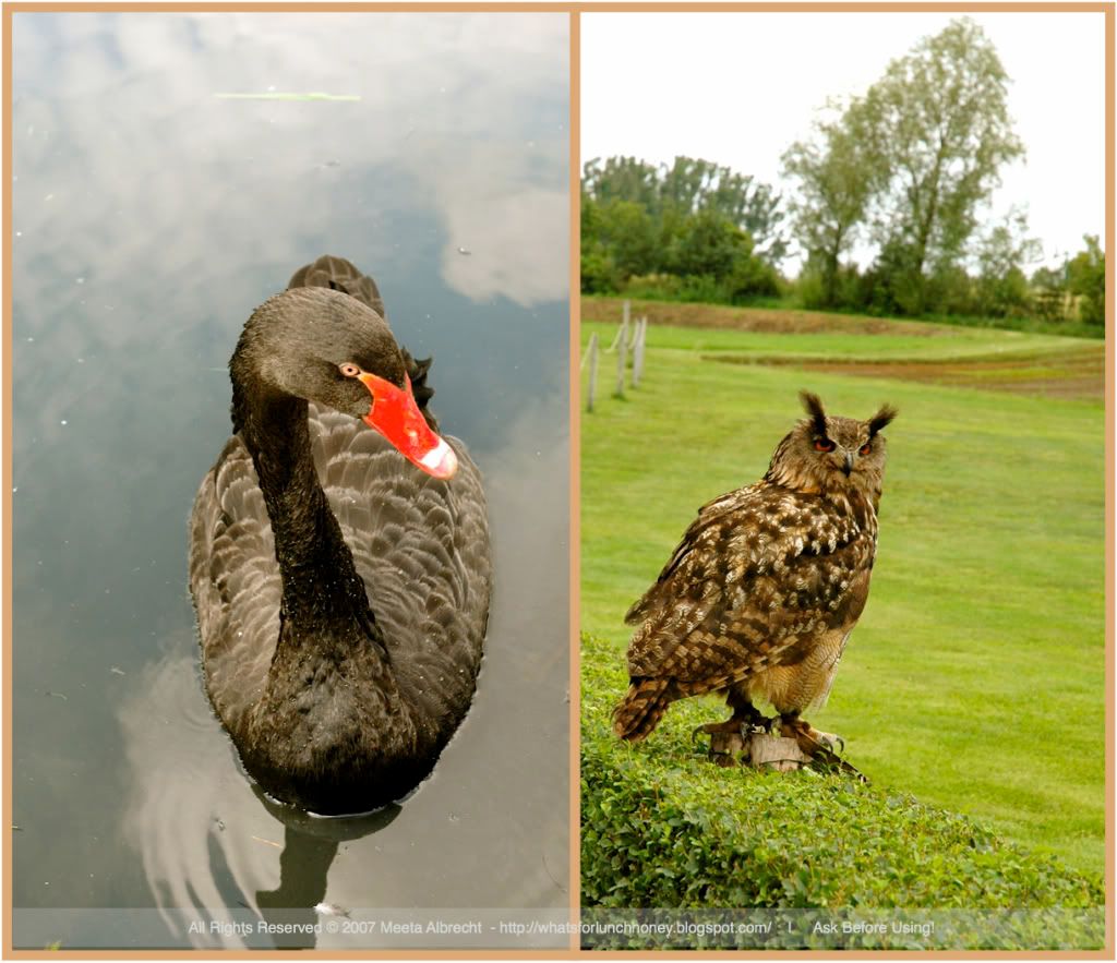 Prerow Prerow Bird Park by Meeta Albrecht