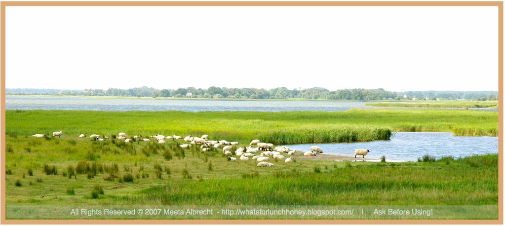 Prerow Landscape Sheep by Meeta Albrecht Prerow Landscape Sheep by Meeta Albrecht