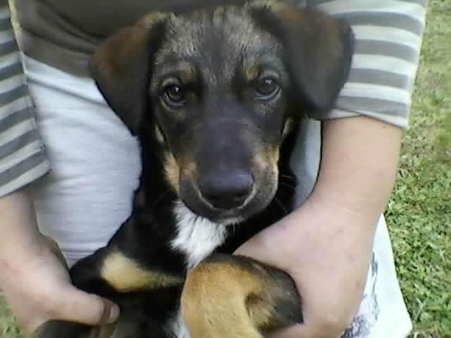 slika