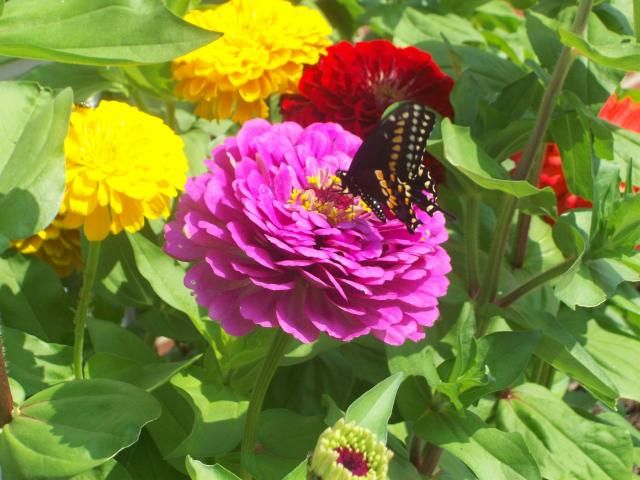  photo 100_1258_zps727fac79.jpg