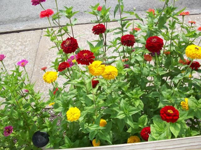  photo 100_1414_zpsa3c1849c.jpg