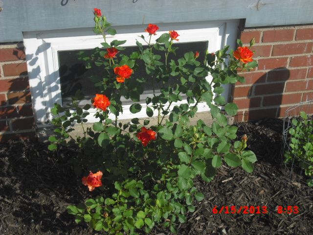  photo CIMG3814_zpsb278d052.jpg