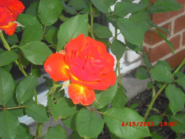  photo CIMG3823_zps4863d149.jpg