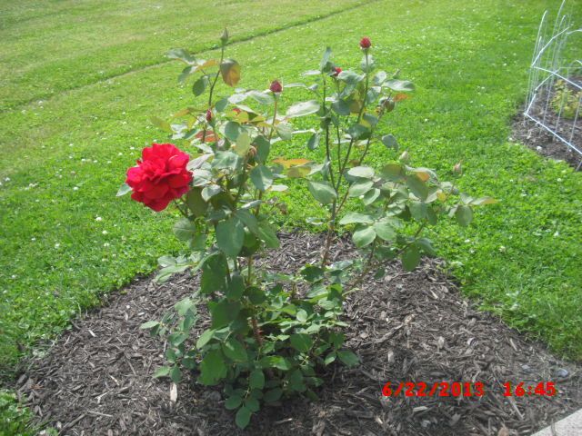  photo CIMG3870_zps0fca1192.jpg