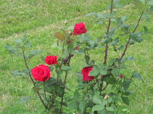 photo CIMG4595.jpg