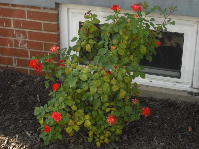  photo CIMG4759_zpsdc549a10.jpg