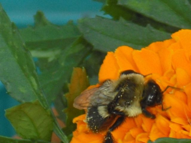  photo CIMG4912_zpsc8adeae4.jpg