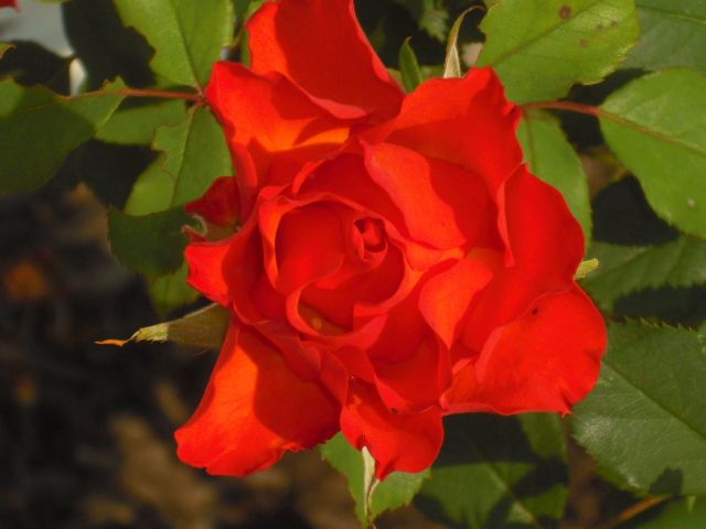  photo CIMG4975_zps92ea8725.jpg