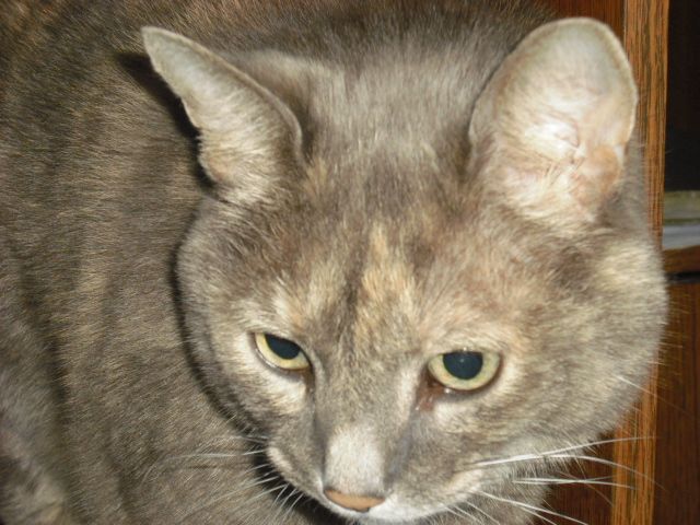  photo CIMG5029_zps3dda50e3.jpg