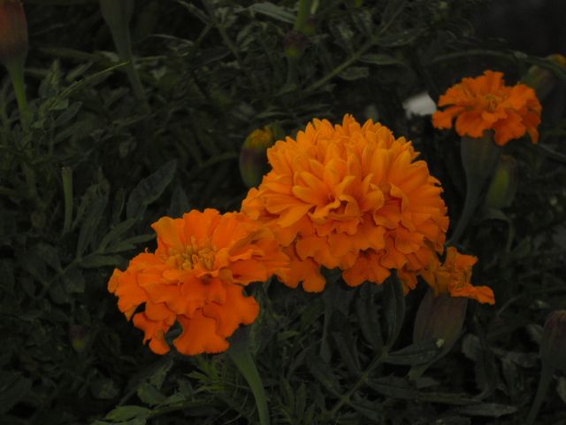  photo CIMG5489_zps90e6be48.jpg