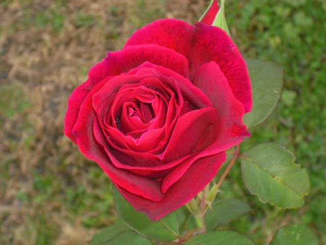  photo CIMG5594_zpse0dcdc2d.jpg