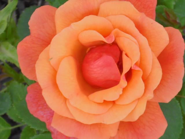 photo CIMG7224.jpg