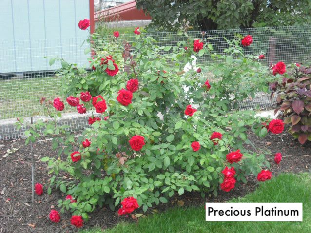 photo FotoFlexer_Photo_zps925db665.jpg