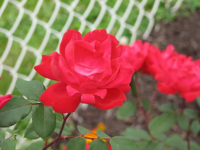  photo IMG_1051_zps9793e90c.jpg