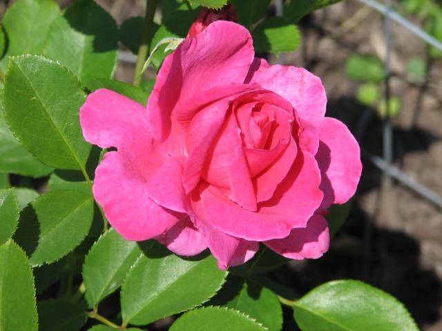 photo IMG_1088_zps2c7887d9.jpg