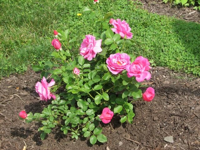 photo IMG_1092_zps525a06c7.jpg