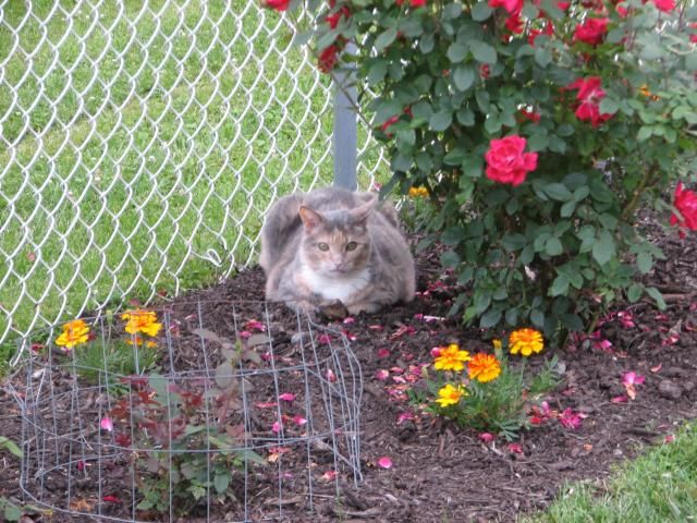  photo IMG_1097_zpsafc8e784.jpg