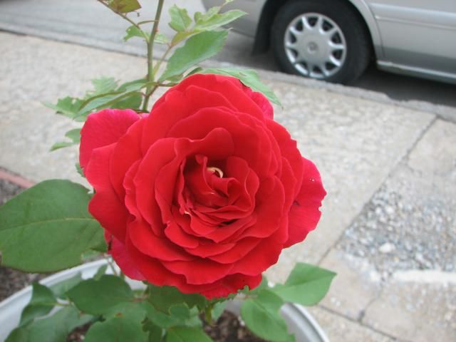  photo IMG_1111_zps910c446f.jpg