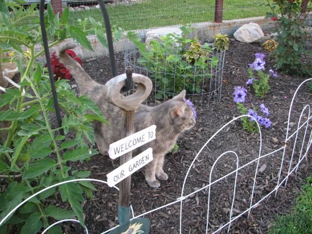  photo IMG_1118_zps84670c66.jpg