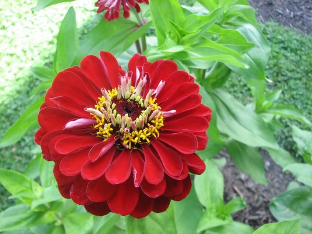  photo IMG_1133_zps4bc80e25.jpg