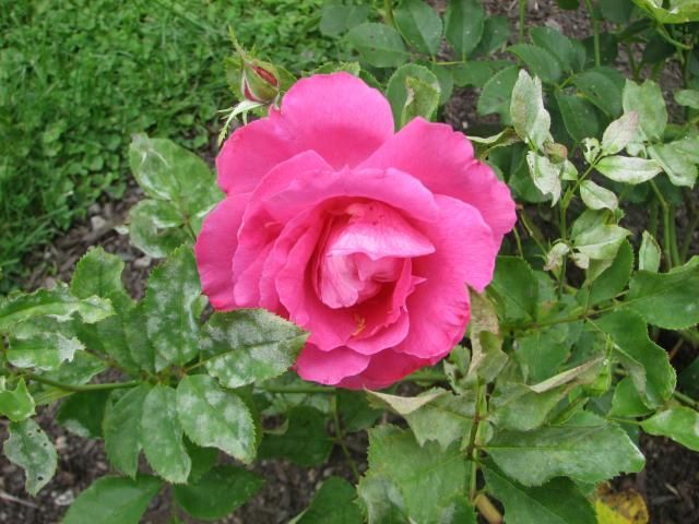 photo IMG_1282_zpscd0a73a3.jpg