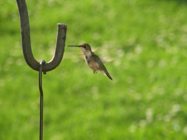  photo IMG_1351_zpscfa47f3c.jpg