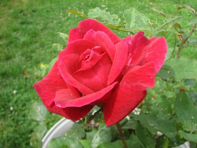 photo IMG_1381_zpsb37ff2fb.jpg