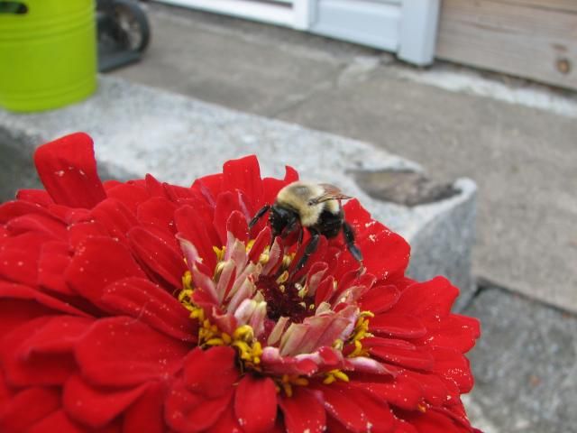  photo IMG_1387_zps37f19afb.jpg