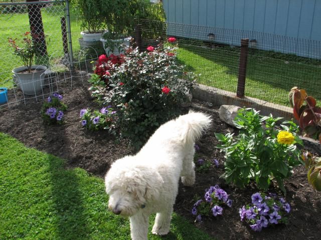  photo IMG_1446_zps8b2db3ac.jpg