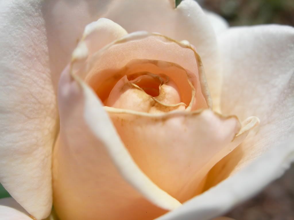 Rose buds have brown edges (bugs, Rose Bushes, insect, trim) Garden Trees, Grass, Lawn