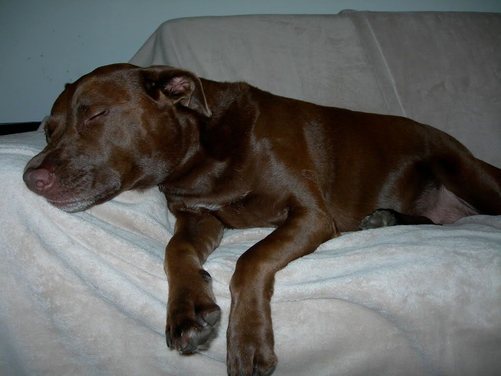 lab pitbull puppy