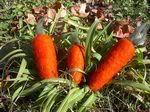 Carrots~Set of 3