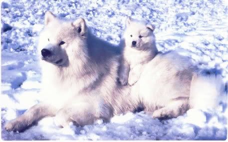 Arctic wolves Pictures, Images and Photos