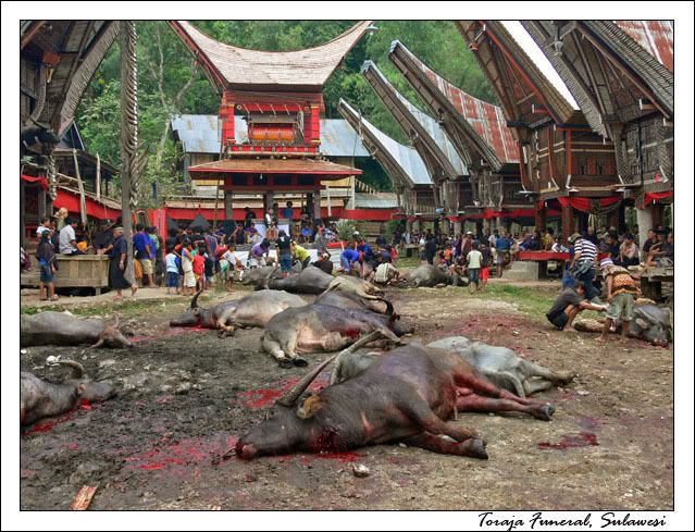 Живые и мертвые Тана Тораджа. Сулавеси, Индонезия