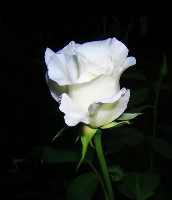 pure rose Pictures, Images and Photos