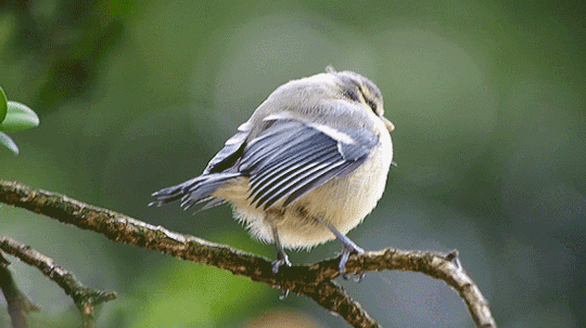 photo tumblr_nq5nepxeoC1qa00ewo1_540_zps5jbh3ymt.gif