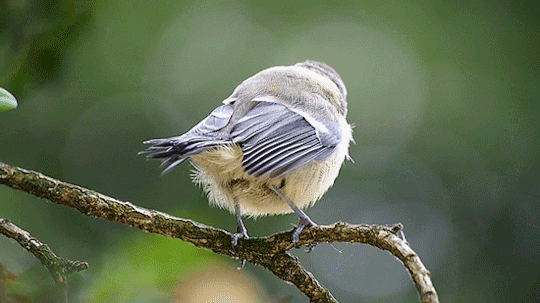 photo tumblr_nq5nepxeoC1qa00ewo2_540_zps2fyb2kui.gif