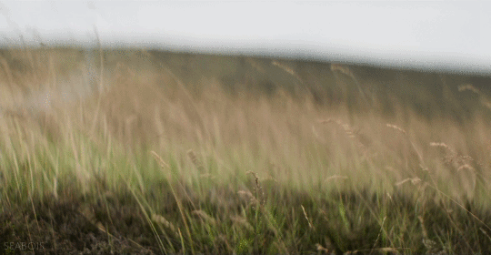  photo tumblr_nzbliaAFR61r0o7uao1_540_zpsqsfbbrun.gif
