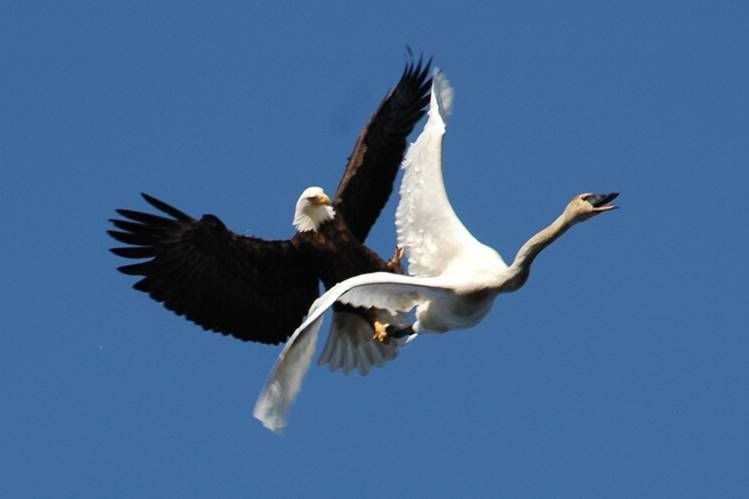 eagle vs swan