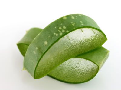 aloe vera plant leaf Pictures, Images and Photos