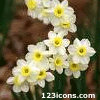 daffodils