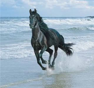 horse Pictures, Images and Photos