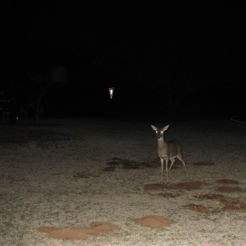 Deer at Quartz Mountain