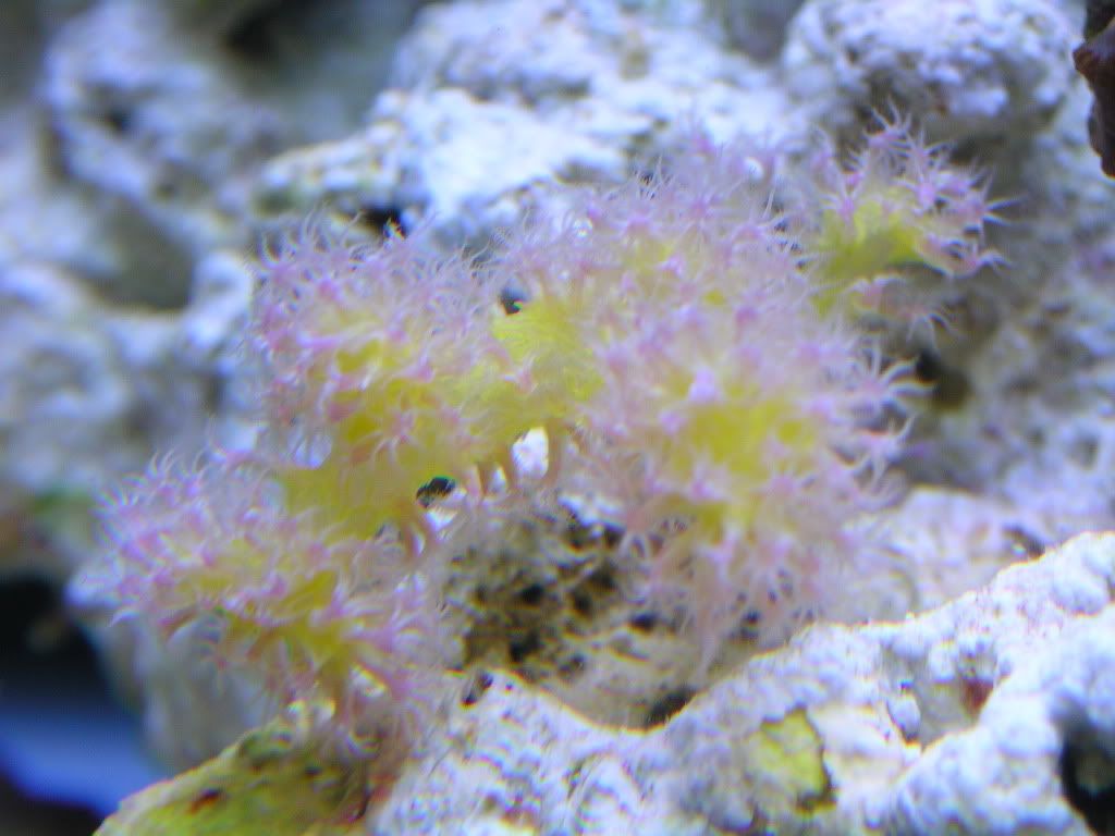 Carnation Coral - Reef Central Online Community