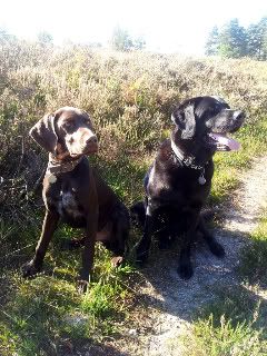 Stop Battery Farming