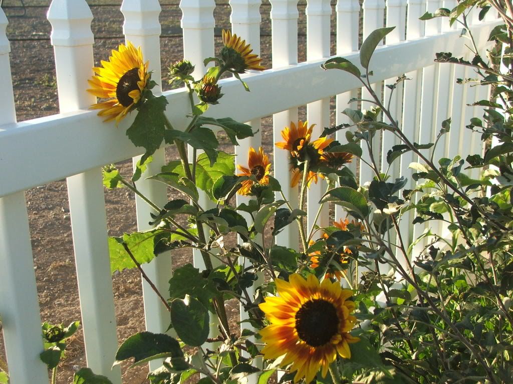SUNFLOWERSSEPT23RD2008004.jpg SUNNY FLOWERS image by cherokee_1342
